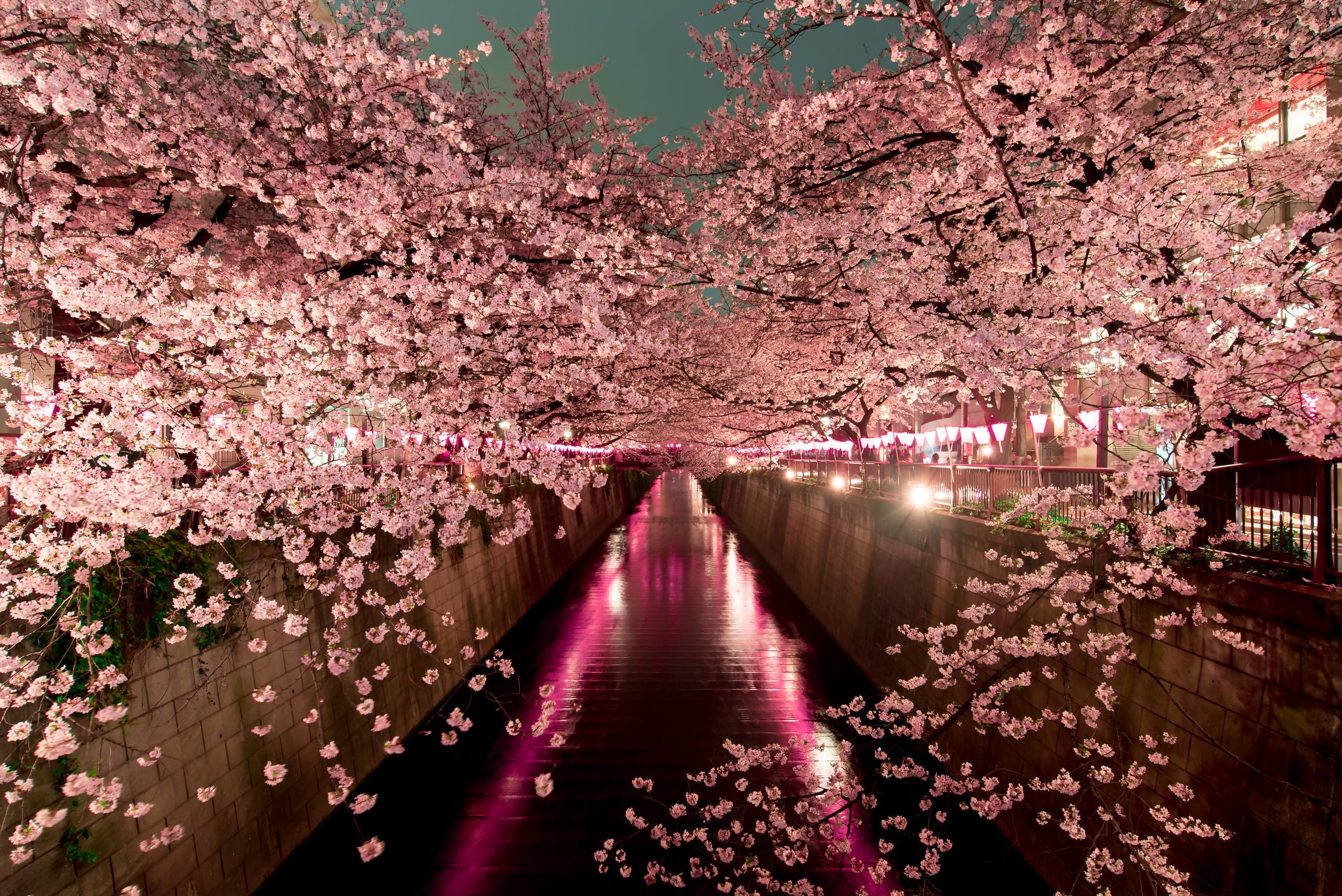 Sakura Season: How To Plan Perfect Cherry Blossom Trips To Japan ...