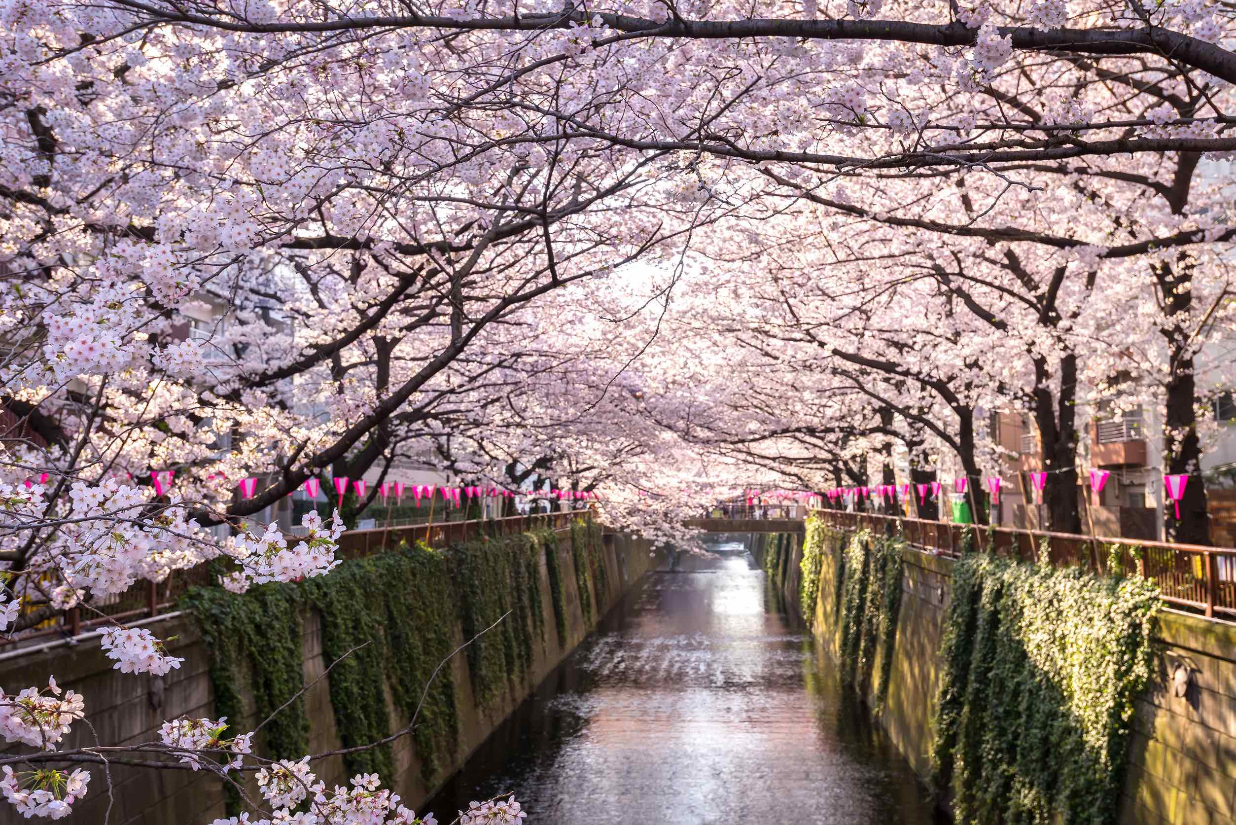 Travel Guide to Japan's Cherry Blossoms 2024